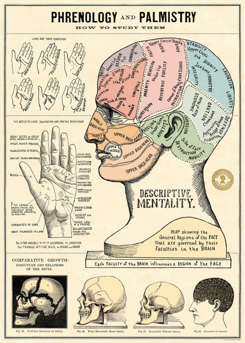 Introducing the "Phrenology & Palmistry Poster Wrap" by Blue Dog Posters. This vintage-style poster features detailed illustrations of hands and a labeled phrenology map of the head, highlighting various regions associated with mental faculties. It also includes comparisons of growth and mental development, offering a comprehensive study tool for enthusiasts.