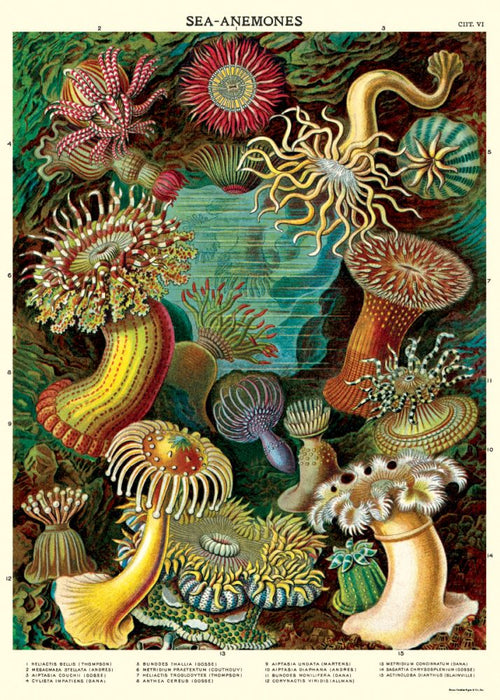 The Sea Anemones Poster Wrap by Blue Dog Posters features an illustration depicting various species of sea anemones in a detailed underwater scene. The colorful and intricate designs of the sea anemones, with their tentacles extended, create a vibrant and dynamic display of marine life on archival paper, offering endless crafting possibilities. Labels with species names are included.