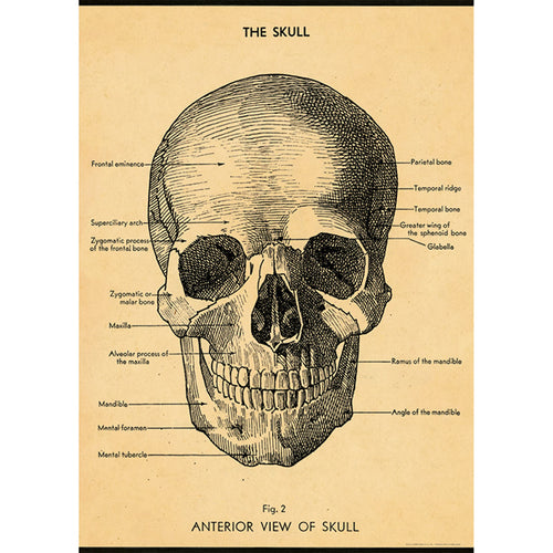 The Skull Poster Wrap by Blue Dog Posters features an anatomical illustration of the human skull, labeled with various parts on Italian archival paper. Notable labels include the frontal eminence, parietal bone, temporal bone, mandible, zygomatic or malar bone, and nasal bone. The image showcases the anterior view of the skull in classic Cavallini Vintage Poster style.