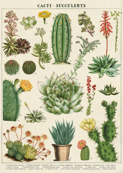 The Cactus & Succulents Poster Wrap by Blue Dog Posters showcases a vintage botanical illustration of various cacti and succulents on Italian archival paper. It includes detailed drawings, each labeled with scientific names, featuring plants like Aloe, Echeveria, and Opuntia, complemented by vibrant flowers and unique leaf structures.