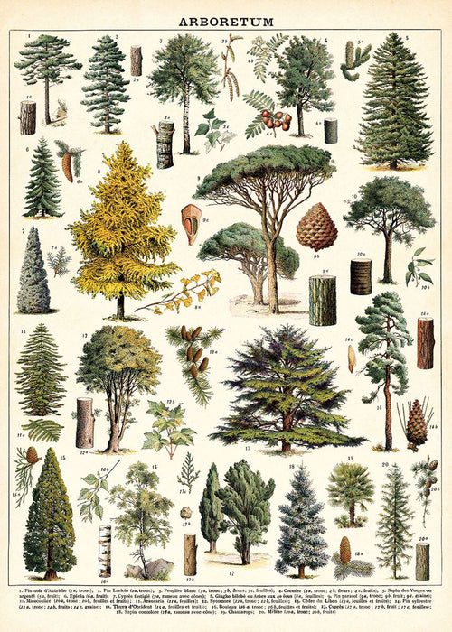 Illustration of various trees and their parts, including leaves, branches, seeds, and bark on high-quality Italian archival paper. Each tree variety is numbered and depicted with meticulous botanical accuracy. Labeled "ARBORETUM" at the top. The background features a light beige hue. Perfect for pairing with Blue Dog Posters' Cavallini Vintage Poster Wrap Magnetic Timber Hangers for display.