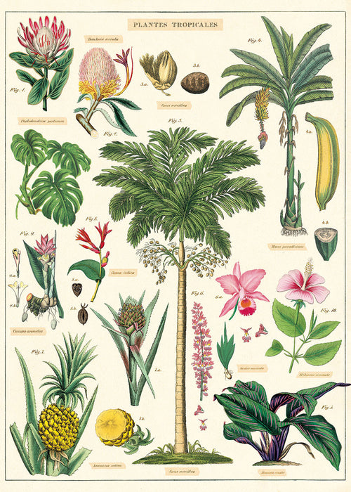 A vintage botanical illustration labeled "Plantes Tropicales" featuring various tropical plants. Includes palms, ferns, orchids, pineapples, bananas, hibiscus, and other foliage each labeled with scientific names. Printed on Italian archival paper and displayed with Blue Dog Posters' Tropical Plants Poster Wrap.