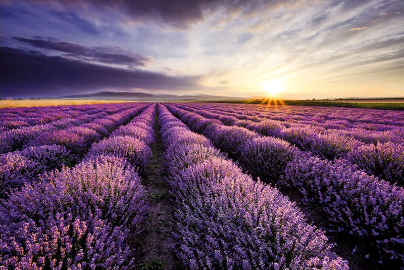 A vast field of lavender blooms in neat rows, extending towards the horizon. The sky is filled with dramatic clouds, and the sun is setting, casting a golden glow over the landscape. Purple hues dominate the scene, contrasted with the soft light of dusk—perfect for purchasing our Lavender Field Sunset Nature Poster from NAT 065 Scenic Collection.