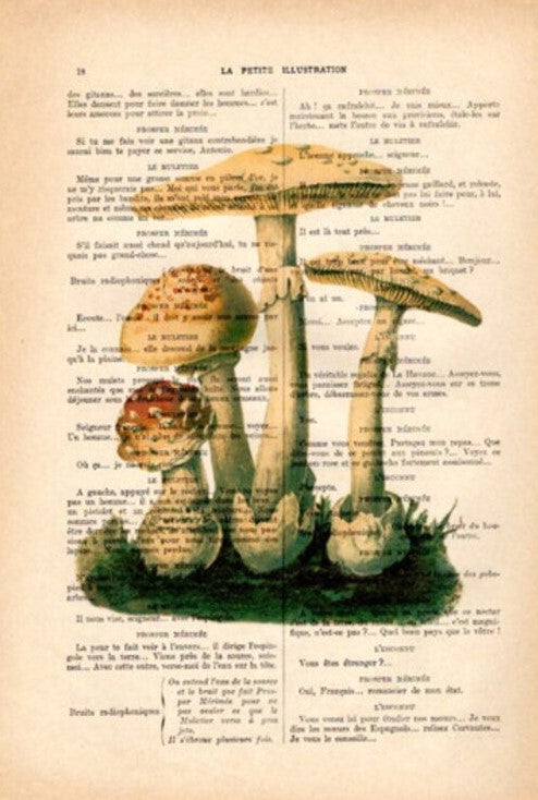 This artwork, titled "Antique Book Print 15x21cm Mushrooms7" by Blue Dog Posters, features a detailed and realistic illustration of three mushrooms with white stems and yellow-brown caps set against a backdrop of aged, printed text. Green grass at the base of the mushrooms adds contrast to the vintage paper filled with text.