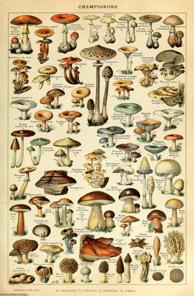 The ALT 032 "Mushrooms - Champignons Pour Tous" poster features vintage French-labeled mushroom illustrations on a cream background, printed on premium 150gsm gloss paper with "Champignons" titled at the top.
