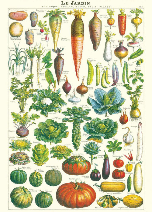The "Le Jardin Poster Wrap" by Blue Dog Posters is a vintage botanical illustration showcasing various vegetables, such as carrots, radishes, cabbage, lettuce, squash, beets, turnips, onions, and other produce. Expertly drawn and labeled in French on Italian archival paper, this piece serves as a delightful vintage poster or an elegant gift wrap.
