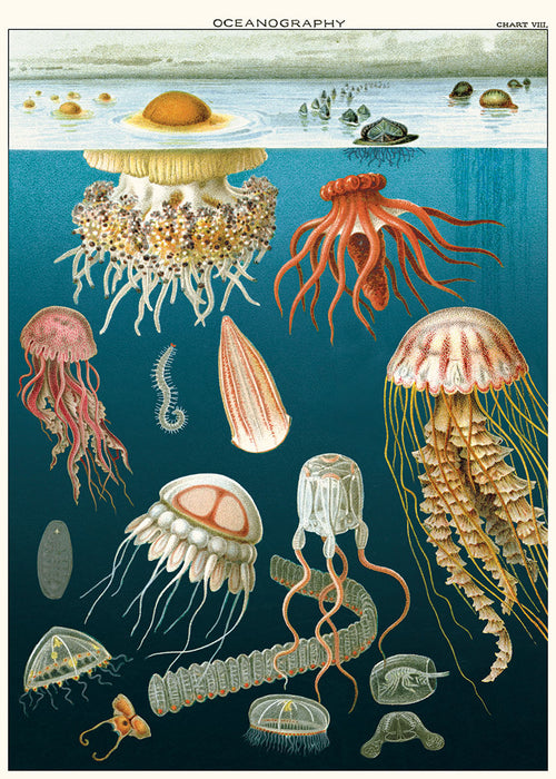 The Jellyfish Poster Wrap by Blue Dog Posters is an illustrated oceanographic chart on Italian archival paper, featuring a variety of jellyfish and marine invertebrates beneath the water's surface. These creatures vary in shape, size, and color with tentacles, bell-shaped bodies, and unique patterns. The chart also includes fish and plants on the surface.