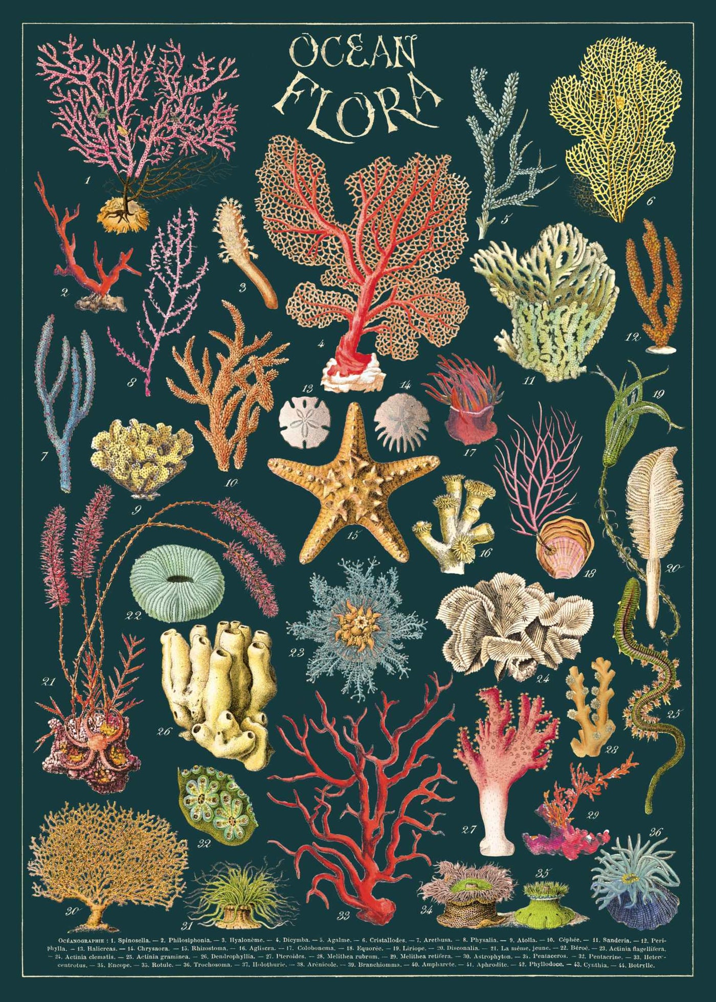 Illustrated chart titled "Ocean Flora Poster Wrap" by Blue Dog Posters, depicting various colorful marine plants and corals against a dark background. The illustration resembles a Vintage Poster with starfish, sponges, and different types of coral in a wide array of shapes and colors, each labeled with numbers.