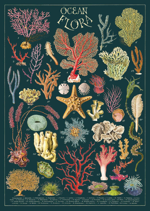 Illustrated chart titled "Ocean Flora Poster Wrap" by Blue Dog Posters, depicting various colorful marine plants and corals against a dark background. The illustration resembles a Vintage Poster with starfish, sponges, and different types of coral in a wide array of shapes and colors, each labeled with numbers.