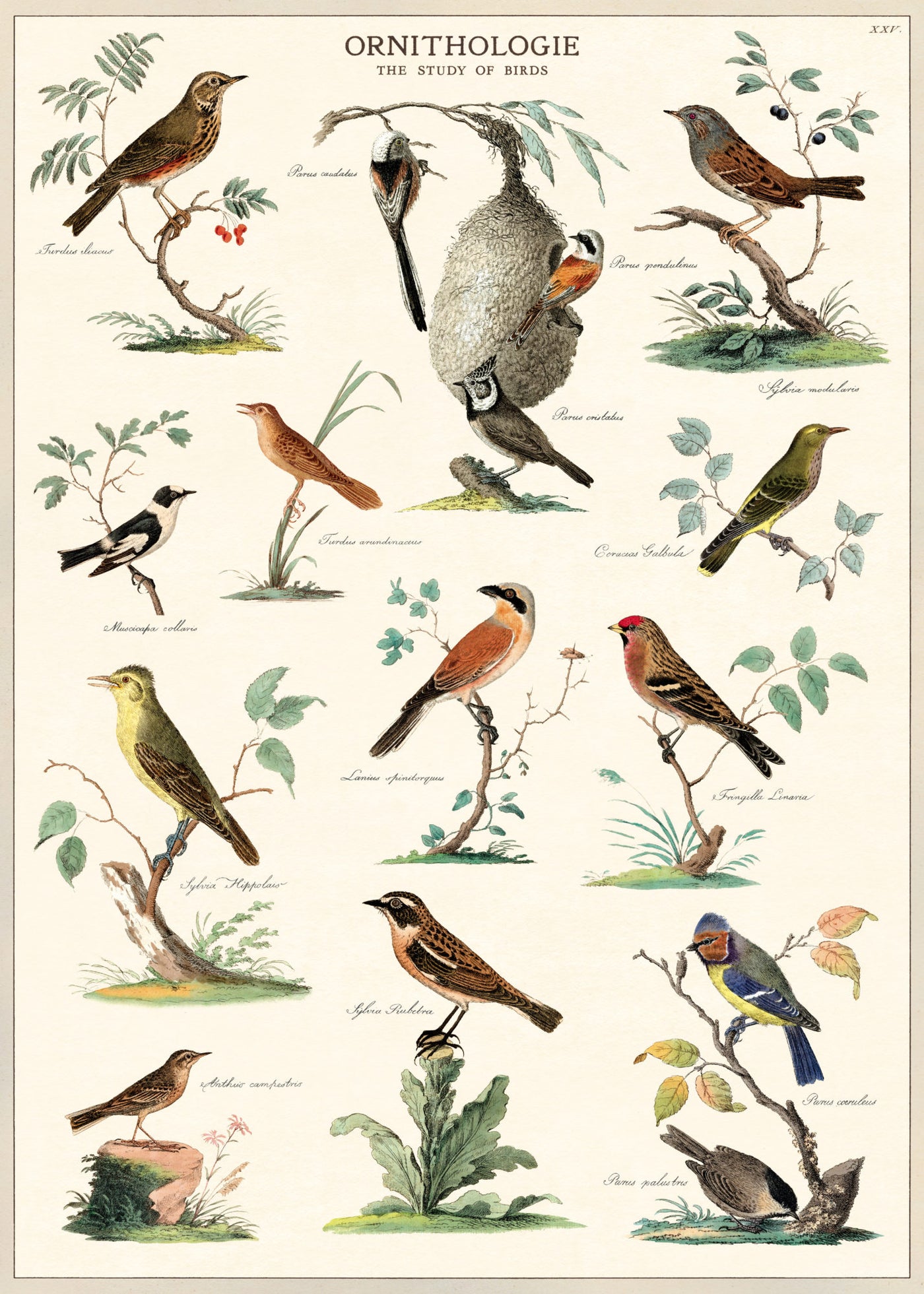The Ornithology Poster Wrap, available from Blue Dog Posters, features a detailed illustration of various bird species perched on branches and plants. Labeled with names such as Redstart, Blue Tanager, and Bee-Eater, this vintage poster highlights the diversity in avian species. The text reads "ORNITHOLOGIE - The Study of Birds.