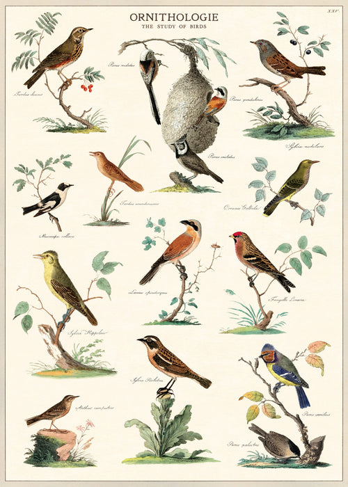 The Ornithology Poster Wrap, available from Blue Dog Posters, features a detailed illustration of various bird species perched on branches and plants. Labeled with names such as Redstart, Blue Tanager, and Bee-Eater, this vintage poster highlights the diversity in avian species. The text reads "ORNITHOLOGIE - The Study of Birds.