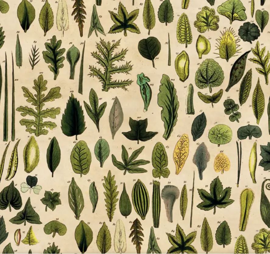 The "Leaves Poster Wrap" by Blue Dog Posters is a vintage botanical illustration that showcases an array of leaves arranged in a grid pattern. Each leaf, distinct in shape, size, and shade of green, represents different species and textures against a beige backdrop, making it perfect for decorative paper or gift wrap enthusiasts.