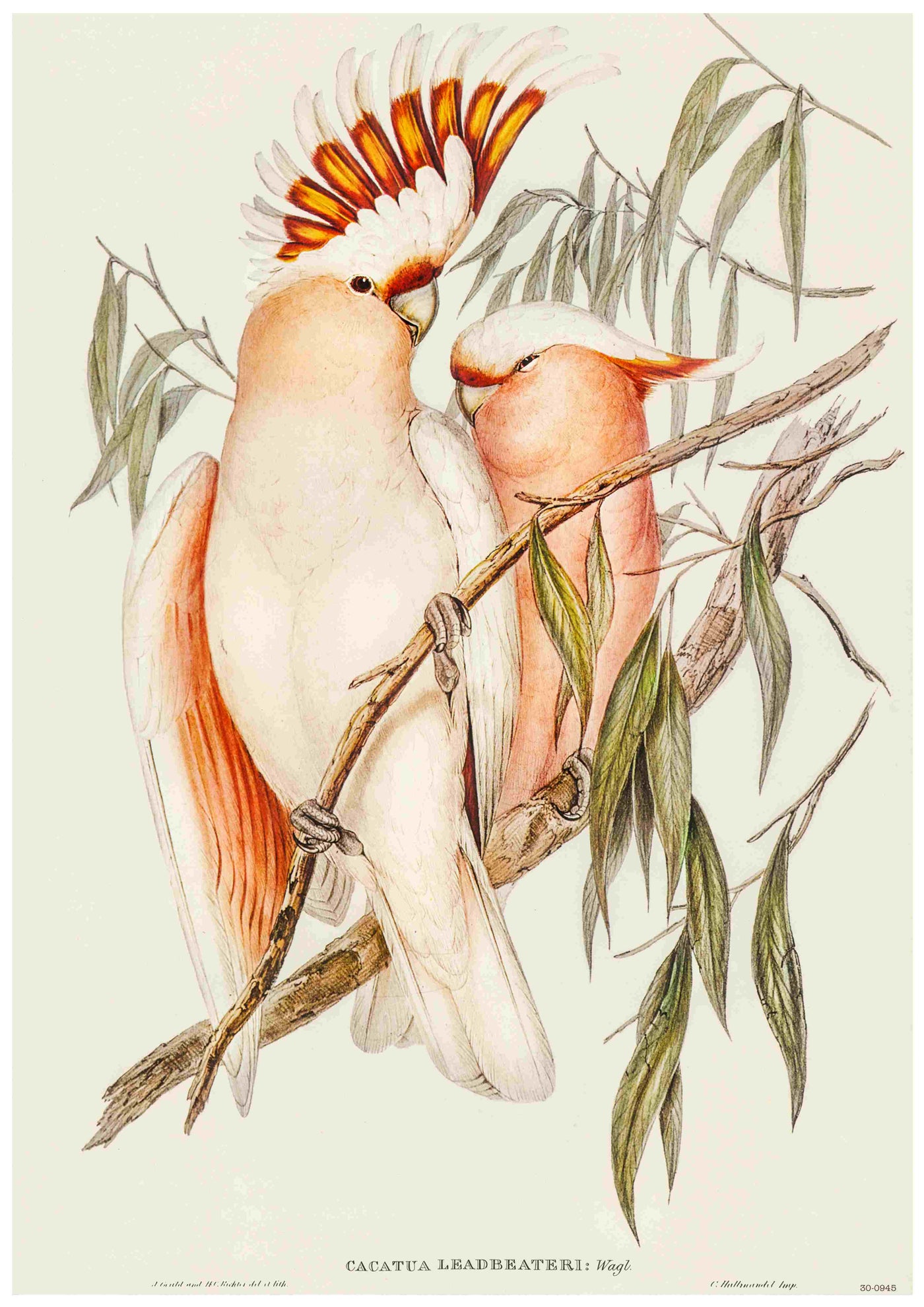 The Major Mitchell - Elizabeth Gould poster by Blue Dog Posters features an illustration reminiscent of a Vintage Australian Birds Poster. It depicts two pastel-colored cockatoos perched on a branch, with the larger bird boasting a vibrant crest of red, orange, and yellow feathers. Both birds have soft pink plumage and are nestled closely among slender green leaves on 250gsm Satin Paper.