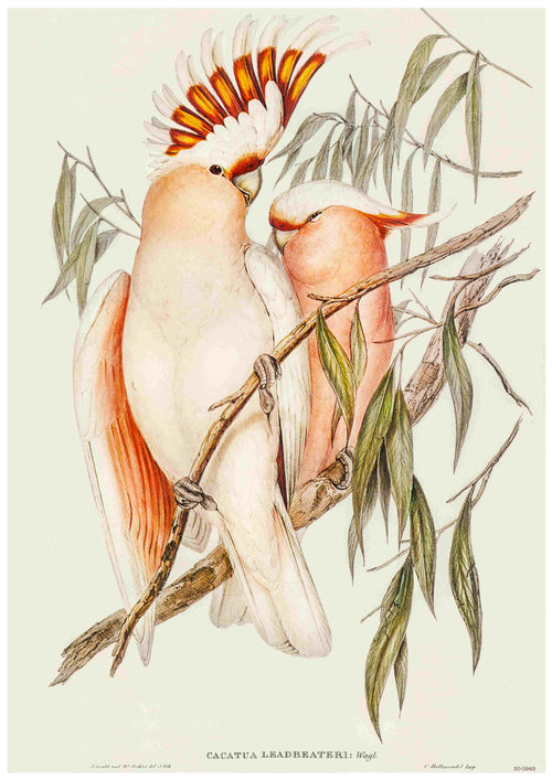 The Major Mitchell - Elizabeth Gould poster by Blue Dog Posters features an illustration reminiscent of a Vintage Australian Birds Poster. It depicts two pastel-colored cockatoos perched on a branch, with the larger bird boasting a vibrant crest of red, orange, and yellow feathers. Both birds have soft pink plumage and are nestled closely among slender green leaves on 250gsm Satin Paper.