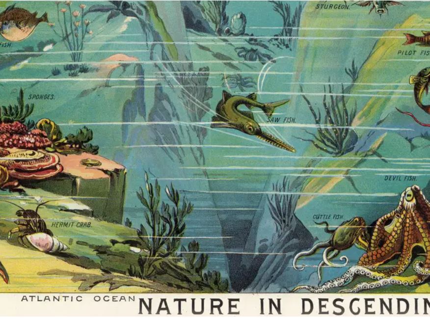 The "Nature in Descending Regions Poster Wrap" by Blue Dog Posters features an illustration of various underwater creatures in the Atlantic Ocean. Depicted are sponges, hermit crabs, and an octopus at the bottom, alongside fish like sawfish, sturgeon, and devil fish with a colorful coral reef. This stunning piece is titled "Nature in Descending Orders" and is perfect as decorative paper or a nature poster print.