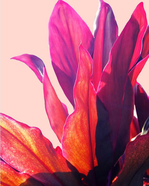 The GAL227 Decor Series Collection presents the "Gemma Bardot (Tropical Leaves 2)" art print, featuring red and pink leaves with a bright translucent quality that sunlight beautifully accentuates, highlighting their vibrant colors on matte art paper.
