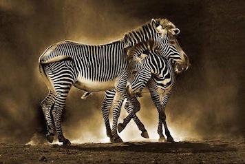 Zebra & Foal Large - Regular Posters