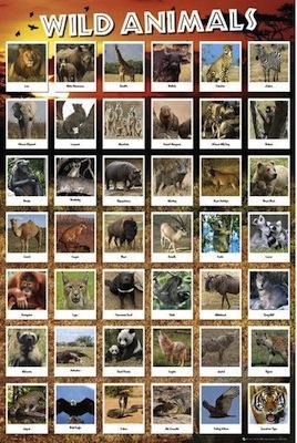 Wild Animals - Grid Large - Regular Posters