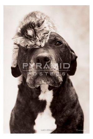 Lokis Kitten Large - Regular Posters