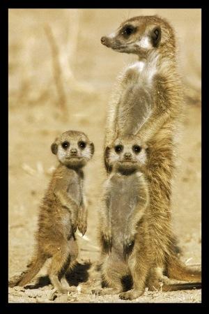 Meerkats Large - Regular Posters