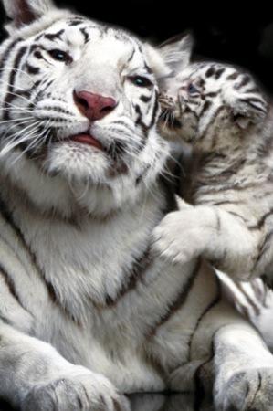 White Tiger Large - Regular Posters