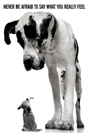 Dog Never be afraid Large - Regular Posters