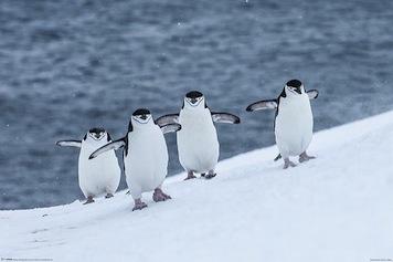 Chinstrap Penguins Large - Regular Posters