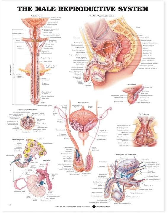 Male Reproductive System Large - Anatomy Charts