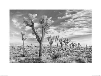 Black-and-white photograph of a desert landscape with several Joshua trees scattered across the terrain. The sky is partially cloudy with wispy clouds, emphasizing the wide, open expanse of the area. This David Clapp - Joshua Trees California by MEZ captures a calm and serene mood on premium quality Matte Art Paper.