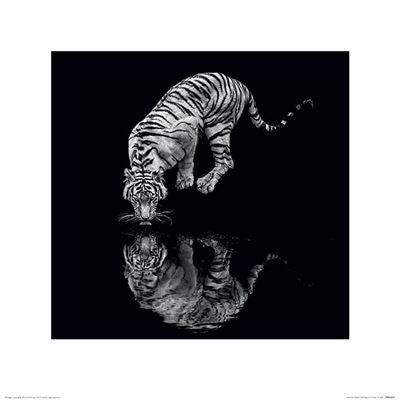 The MEZ "Marina Cano - Into the Dark I" features a white tiger with black stripes drinking water from a still surface, its reflection captured perfectly against an entirely black background. This dramatic, high-contrast piece is ideal for any Decor Series or Nature Photography collection, making it a truly captivating addition to your art display.