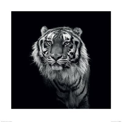 A black and white photograph of a tiger staring directly at the camera, its face framed by a dark background that accentuates its striking features. Part of our Nature Photography Art Print collection, this image is available in the Large Decor Series on premium quality Matte Art Paper as Marina Cano - Into the Dark III by MEZ.