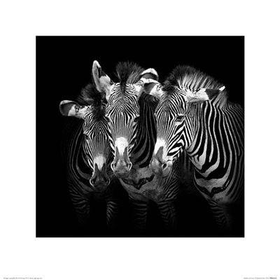 A high-contrast black-and-white art print of three zebras standing close together, facing forward. The dark background accentuates the stripes on their faces and bodies, creating a striking visual effect perfect for nature photography enthusiasts and home decor aficionados alike. This piece is titled "Marina Cano - Shades of Grey" and is brought to you by MEZ.