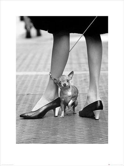 A black and white photo from the Contemporary Art Collection shows a small Chihuahua on a leash standing between a person's legs. The person is wearing black high-heeled shoes and a skirt. The Chihuahua gazes at the camera, while the scene appears to be on a tiled street. This scene is depicted in the product, Time Life - Chihuahua by MEZ.