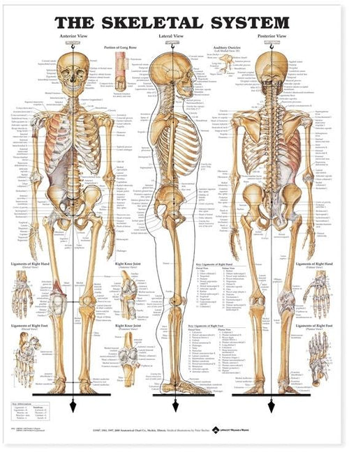 The Skeletal System Large - Anatomy Charts