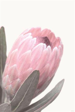 Flowers - Pale Pink Protea Large - Regular Posters