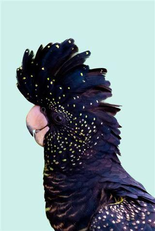 Black Cockatoo On Mint Large - Regular Posters