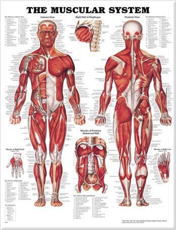 The Muscular System Large - Anatomy Charts