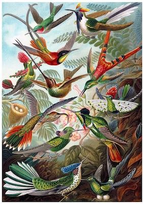 Birds - Hummingbirds Small - A3 Posters