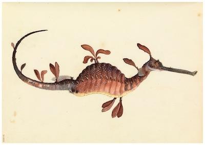 Fish - Leafy Sea Dragon Small - A3 Posters