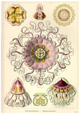 Fish - Peromedusae (Jellyfish) Small - A3 Posters