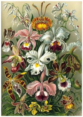 Flora - Orchids Small - A3 Posters