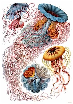 Fish - Sea Nettle (Jellyfish) Small - A3 Posters