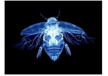 Xray Bug Blue Black Small - A3 Posters