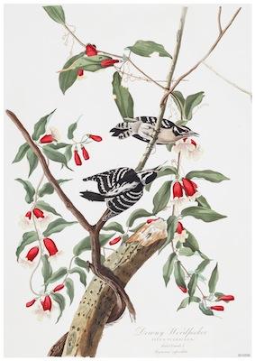 Birds - Downey Woodpecker Small - A3 Posters