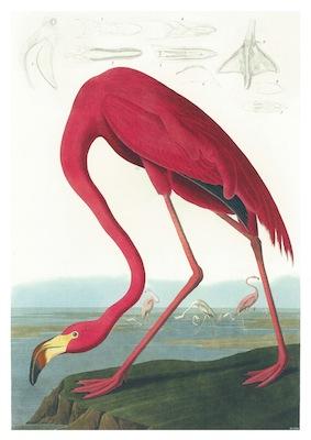 Birds American Flamingo Small - A3 Posters