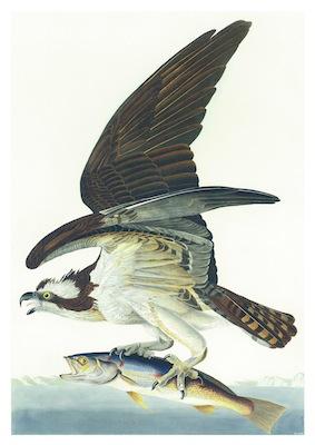 Birds Fish Hawk Small - A3 Posters