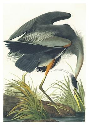 Birds Great Blue Heron Small - A3 Posters