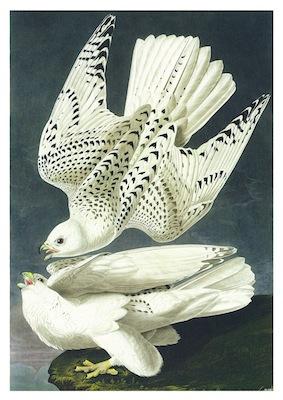 Birds Iceland Falcon Small - A3 Posters