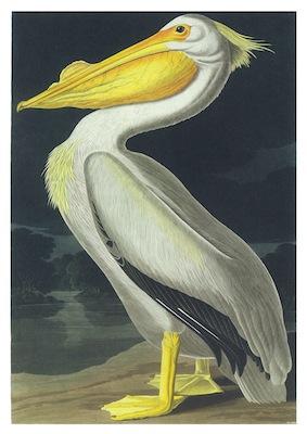 Birds Pelican Small - A3 Posters