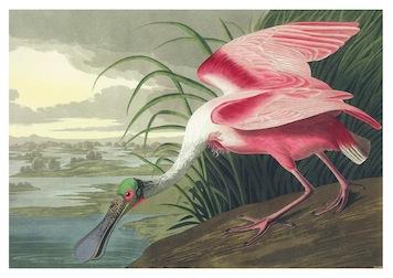 Birds Roseate Spoonbill Small - A3 Posters